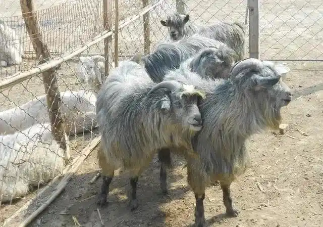 长不大的小狗羊现如今几近绝种