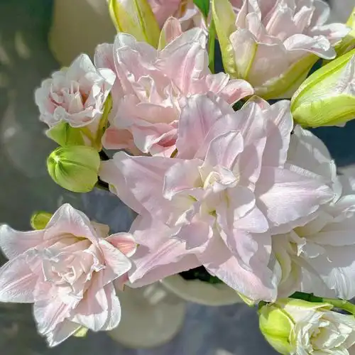 蜜糖水晶贵妃重瓣百合