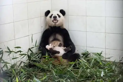 摄影师艾美维泰尔花三年时间在中国拍摄大熊猫萌照不好拍