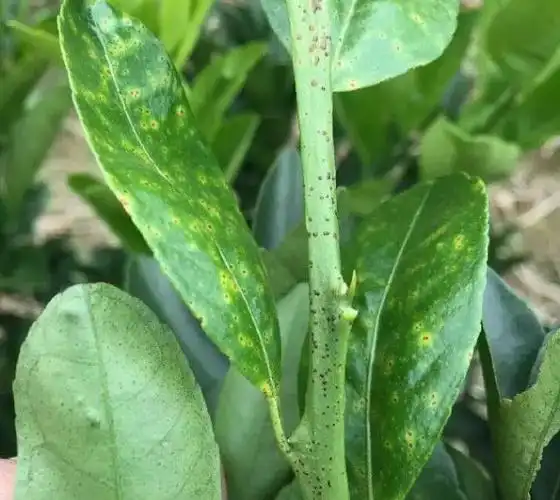 柑橘黑点病识别及防治 - 美篇