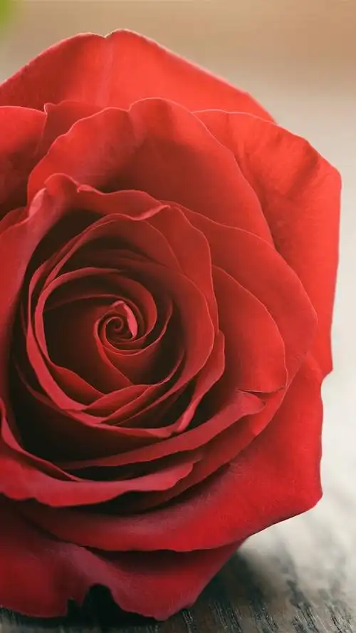 壁纸 一朵红玫瑰,花瓣,朦胧的背景 5120x2880 uhd 5k 高清壁纸, 图片