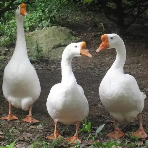 大白鹅农家山林湖泊原生态散养约1年毛重89斤25元斤称重收款净膛配送