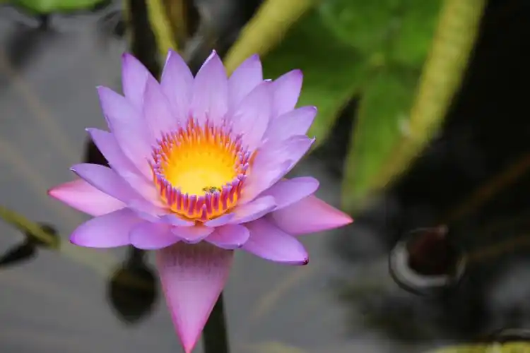 习作--成都望江楼稀有"紫色荷花"