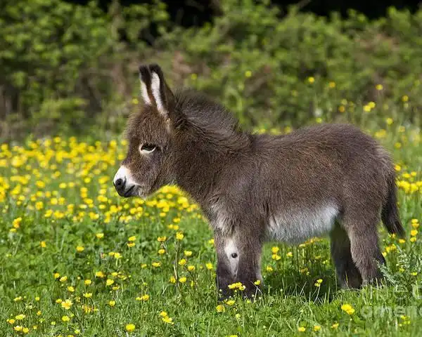 小毛驴能当宠物养