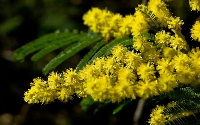 > || 更新时间:2015-12-30 颜色分 黄色 关键词:  豆科植物 含羞草