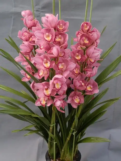 大花蕙兰盆栽(原盆大苞 快递发货)