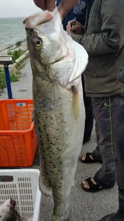 淡水大梭鱼,太招人稀罕了!它的嘴可以吞鸡蛋