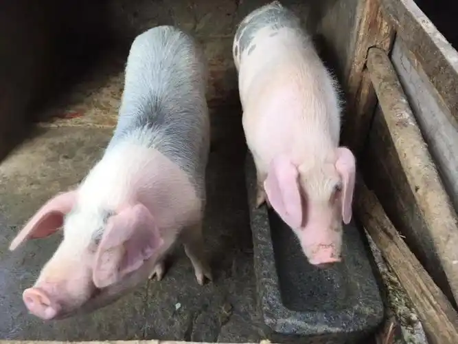 家乡的土猪一只尤溪农家土猪是这样养成的