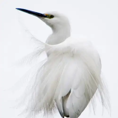 高调摄影拍鸟白鹭