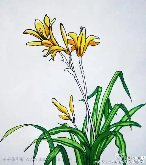 一株黄花菜简笔画
