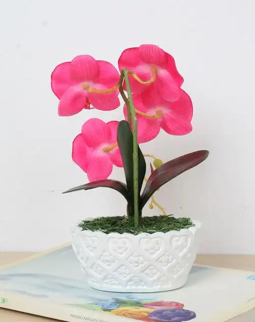 小蝴蝶兰盆栽玫红色花