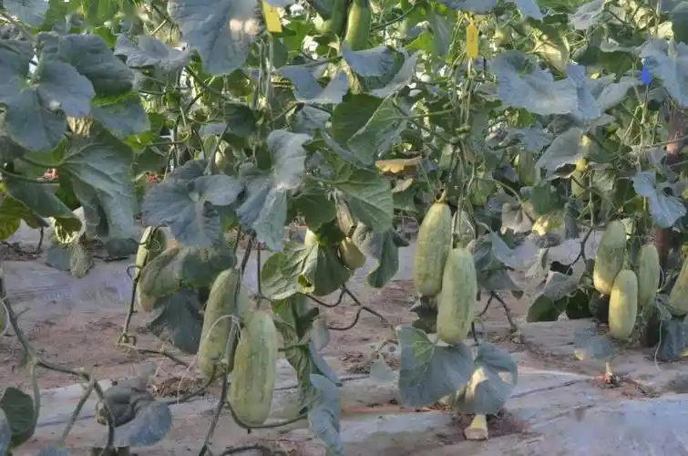 【甜瓜种植技巧】羊角蜜甜瓜种植技术介绍!_进行_种子_病虫害