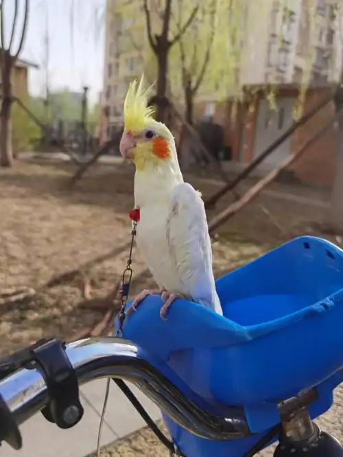 带弱鸡出去放风