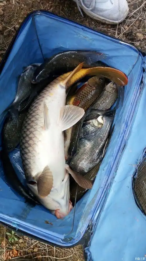 红尾巴野生鲤鱼 自制饵料钓鳊鱼