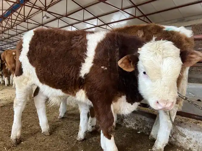 青海西门塔尔母牛 紫红花的 新的价格