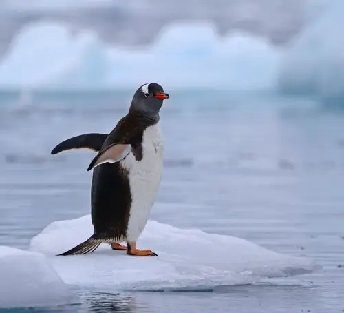 南极,难忘的探险之旅(二)——企鹅篇