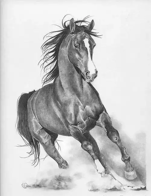 骏马写实素描