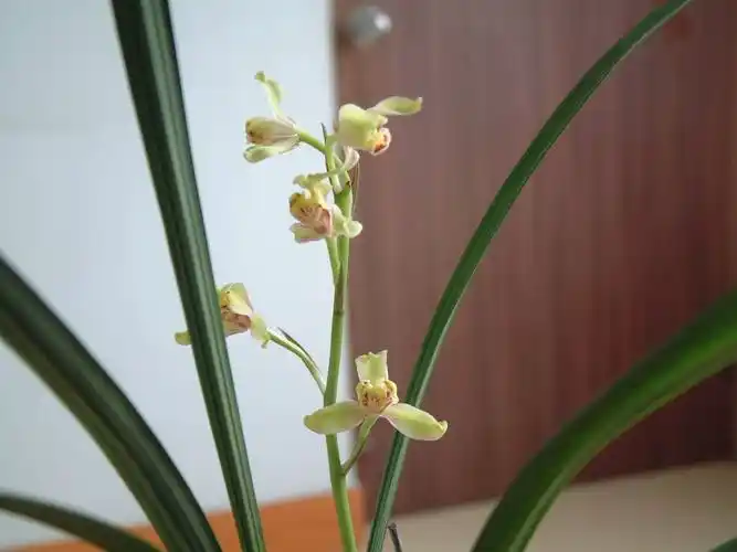 p>绿梅是 a target="_blank" href="/item/建