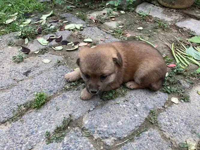 领养一只中华田园犬