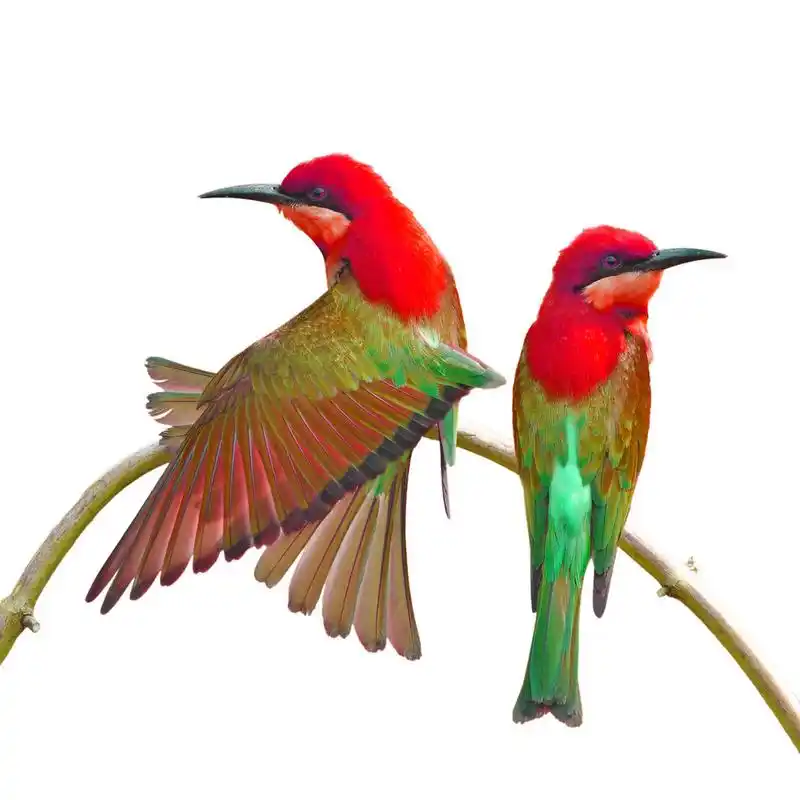 七彩鸟,白色背景上的美丽五彩鸟