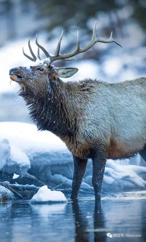 动物世界-加拿大马鹿