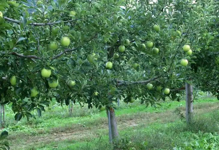 投入的成本并不多,只需要这些养殖户掌握种植苹果的技术,就可以的种植