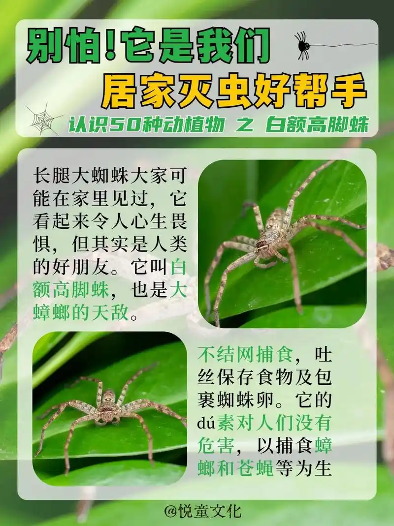 它是我们居家灭虫好帮手,白额高脚蛛.许多人都清楚南方大 - 抖音
