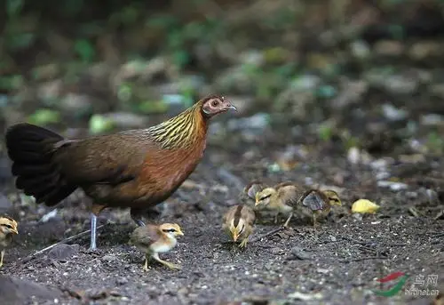 原鸡母鸡与雏鸡