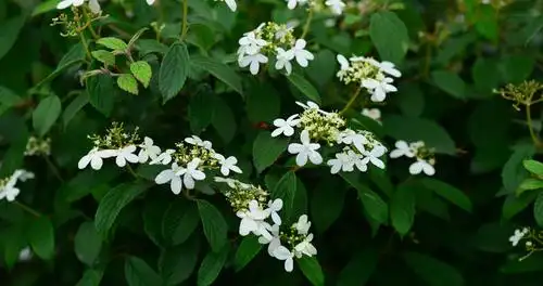 蝴蝶戏珠花荚蒾