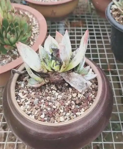 我的多肉黑腐啦,看我怎么处理