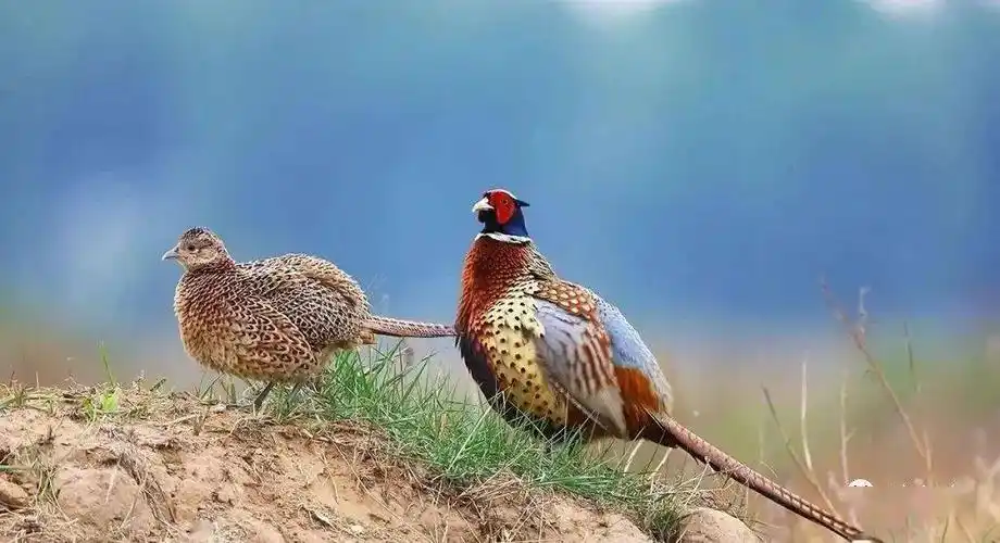 11月丨观鸟科学课,鸟类大爆炸big bang!