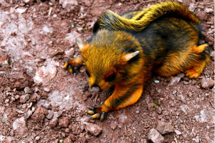 古蔺黄荆发现一只寒号鸟还有一个霸气的名字飞狐