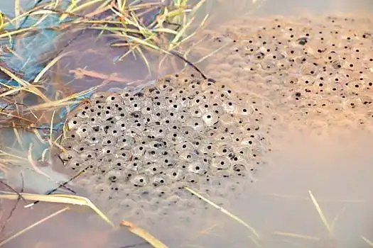 青蛙,鱼子酱,卵,蝌蚪,沼泽