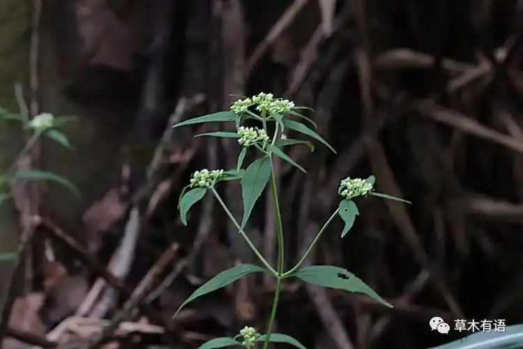 白花败酱这是个不错的野菜