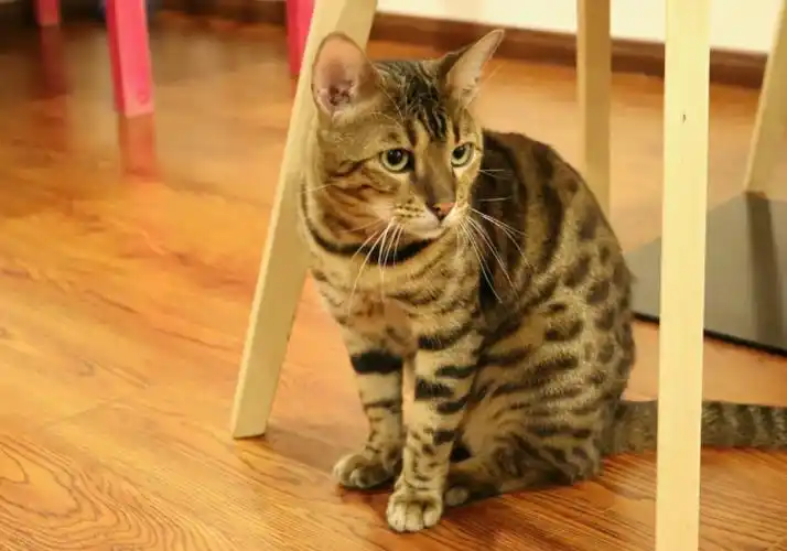 狸花猫多少钱一只(饲养一只狸花猫)