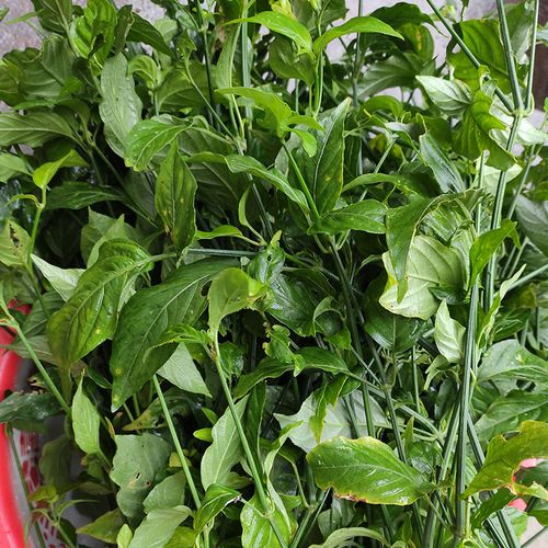 广西五色糯米饭紫色花米饭植物染料五彩米紫蓝草红蓝草紫色500g