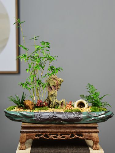 米竹凤尾盆景观赏竹子盆栽好养室内办公室桌面花盆