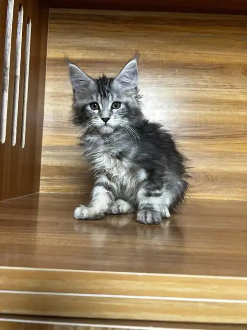 缅因猫银虎斑小弟弟很精致的小脸哦