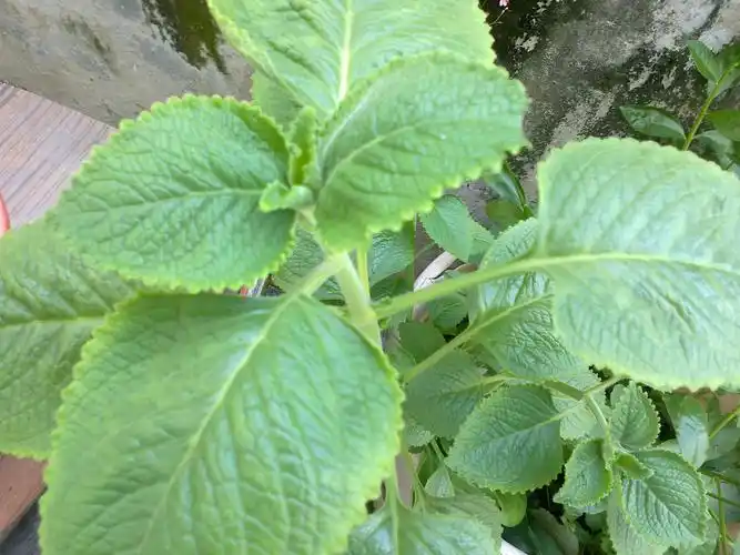 有什么药用价值或其他价值么?叶片有刺激性气味