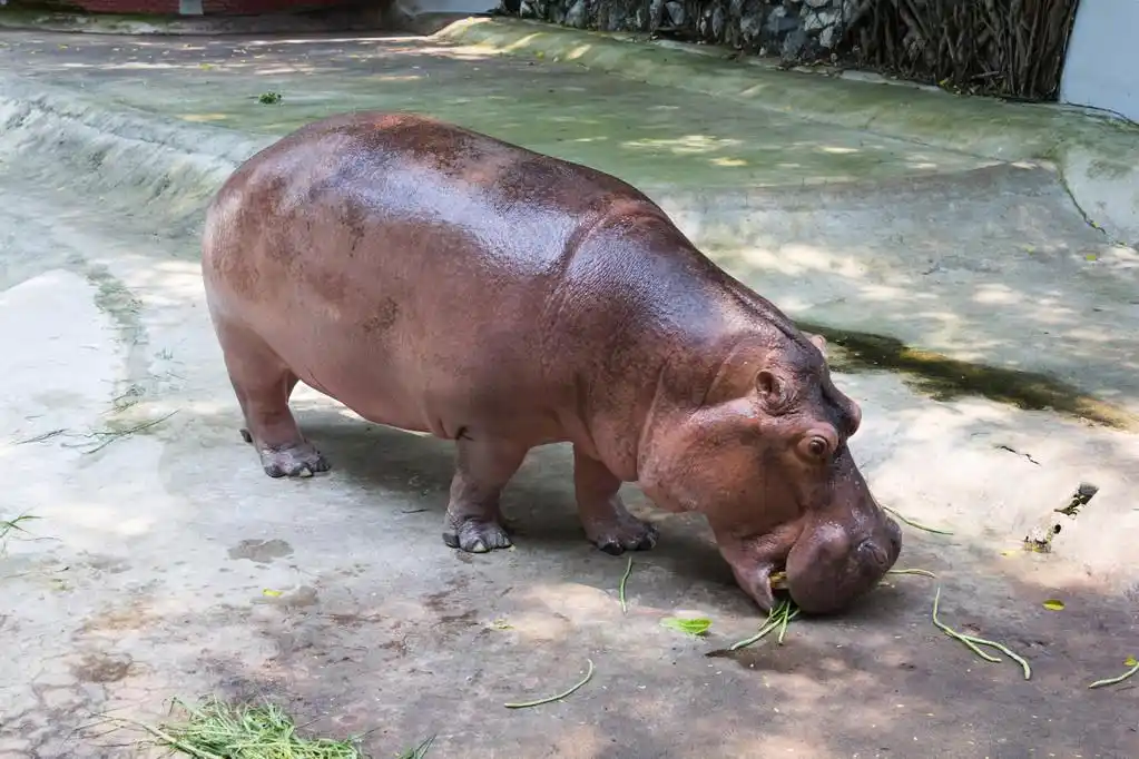 动物园里的河马,河马在动物园里的照片