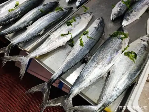 鲅鱼- 热门商品专区