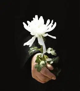 清明雨纷纷                      白菊祭英烈