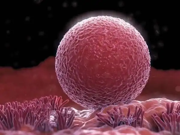 女性卵子的样子呈球状