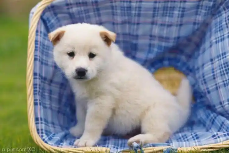 土狗活体幼犬中华田园犬小看家狗小白混血串串畜牧