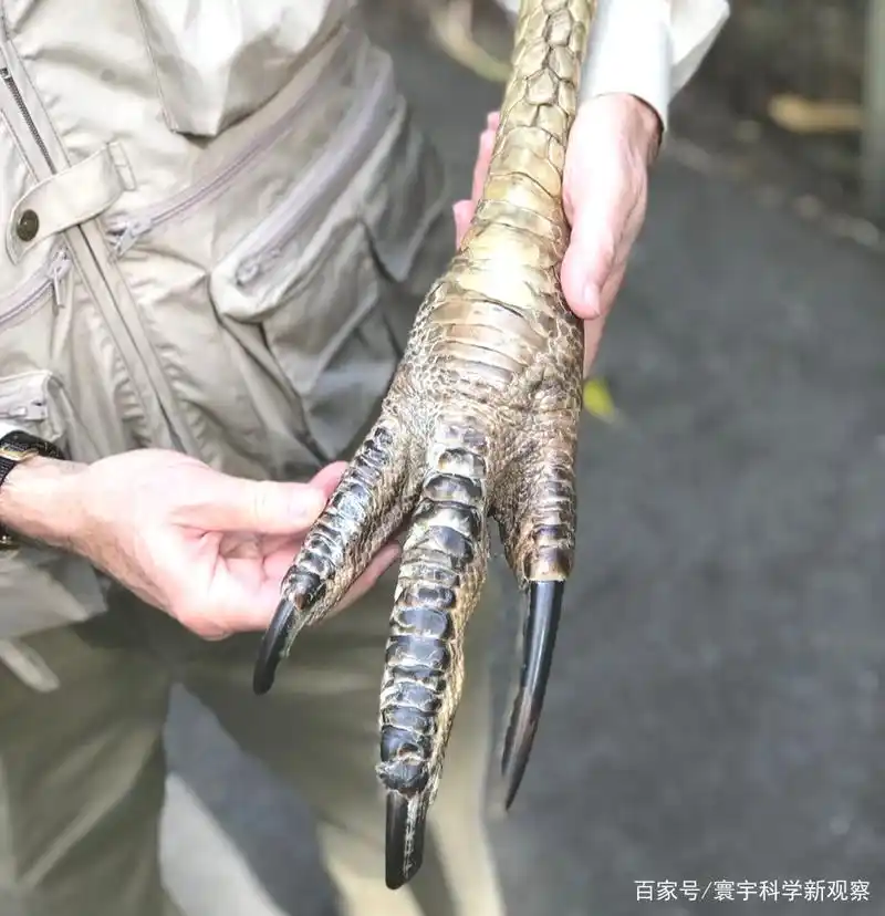 凶悍的食火鸡,能一脚击穿木板,但因一个弱点被人类驯养1.8万年