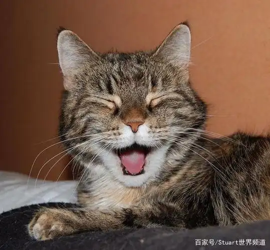 萌宠猫咪的微笑,给你带来一整天的好心情