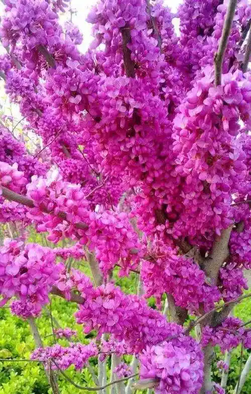 香港的市花是什么花(南北紫荆花的区别)