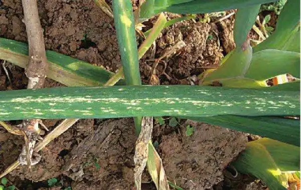 大葱灰霉病防治方法是什么