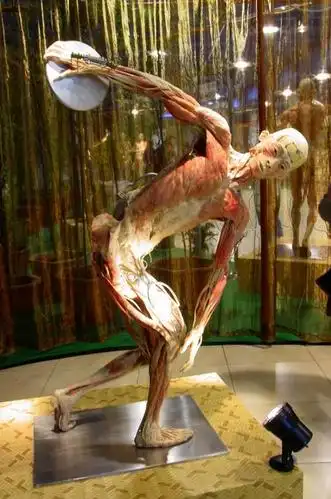 新浪科技高科技走进生活人体解剖标本走出象牙塔