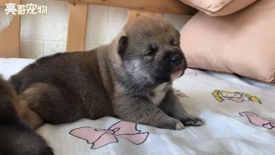 小柴犬刚出生第一次睁眼,满脸懵的看着周围,太可爱了!
